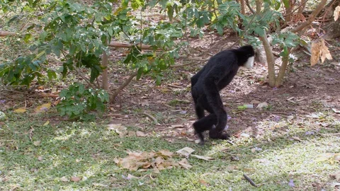 Slow Motion of Black Monkey Walking on Two Legs Like a Human on Green Grass 動画素材 128820040