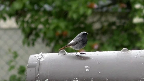 Slow-motion: Black redstart (phoenicurus ochruros) on rooftop in the rain, poop Stock Footage 107831968