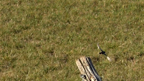 Slow-motion: Black redstart sitting on old wooden fence post, then taking off Stock Footage 96007054