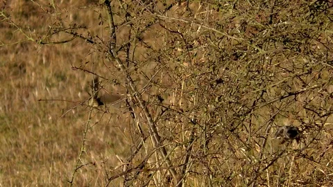 Slow-motion: Black redstarts in a small tree, flying off to another branch, bird Stock Footage 96007206