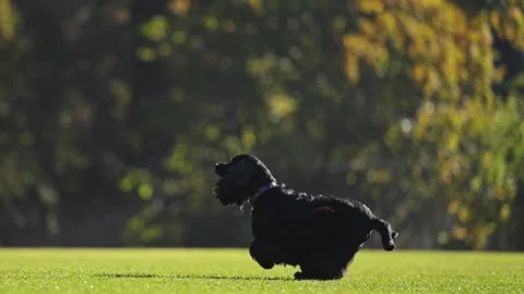 Slow-motion black Spaniel runs joyfully on grass, radiating love and playful Stock Footage 304620893