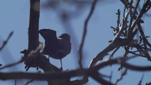 SLOW MOTION: A blackbird in a tree, flying off Stock Footage