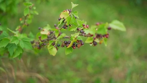 Slow motion of a blackcurrant bush Stock Footage 91514163