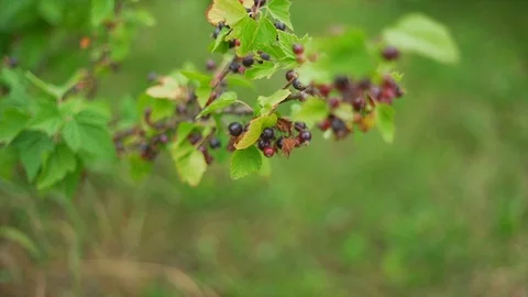 Slow motion of a blackcurrant bush Stock Footage 91514197