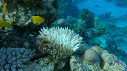 Slow motion. Bleaching and death of corals from excessive seawater heating due Stock Footage 156730976