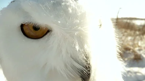 Slow motion blinking snowy owl close up macro Video stock 169722203