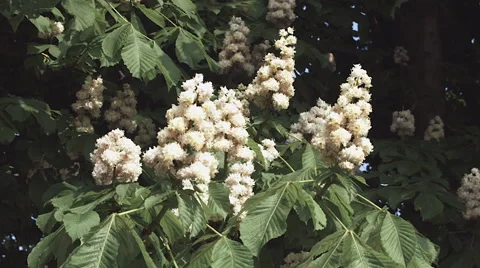 Slow motion blooming chestnut tree Stock Footage 57319692