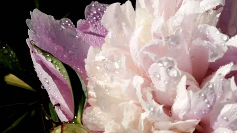 Slow motion . Blooming flowers on a background of fresh green grass on 動画素材 92034396