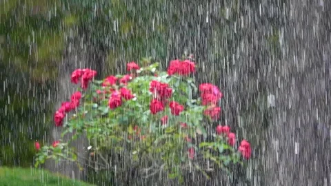 Slow motion of blooming red roses in the heavy rain Stock Footage 128772585