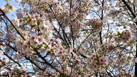 Slow motion blossom tree with pink petals Video stock 128112206