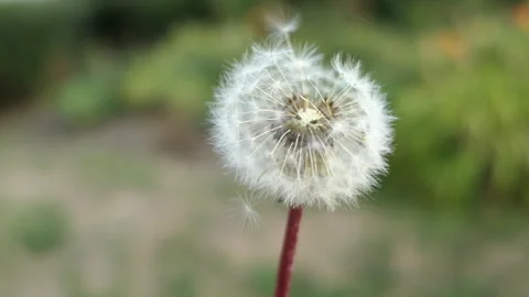 Slow motion blowing a dandelion Stock Footage 244741284