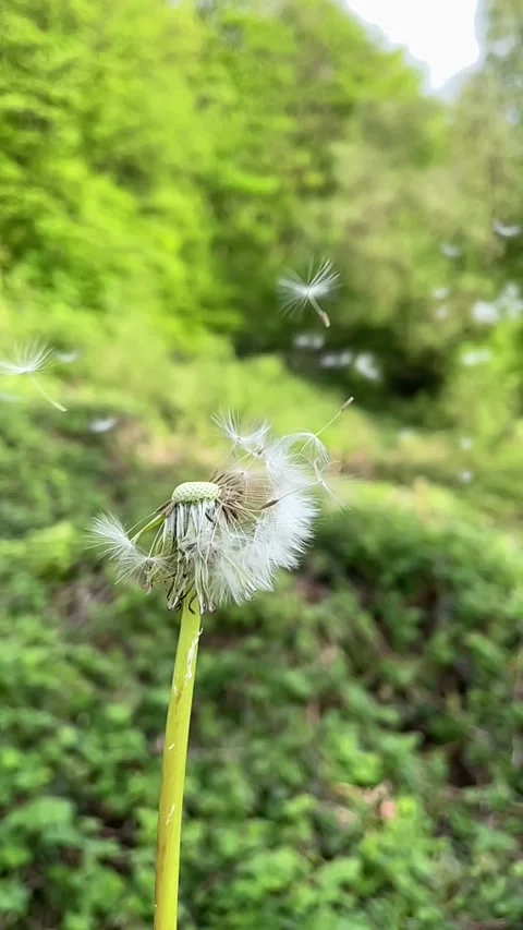 Slow motion blowing on a ripened dandelion. Video stock 154162482