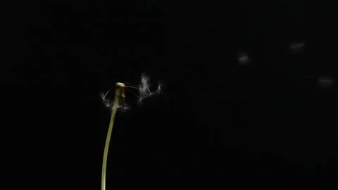 Slow motion of blowing white dandelion flower, seeds flying on black background Stock Footage 233174043