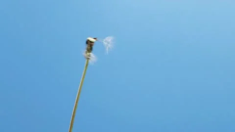 Slow motion of blowing white dandelion flower, seeds flying over blue background Stock Footage 235282918
