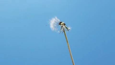 Slow motion of blowing white dandelion flower, seeds flying over blue background Stock Footage 236604254