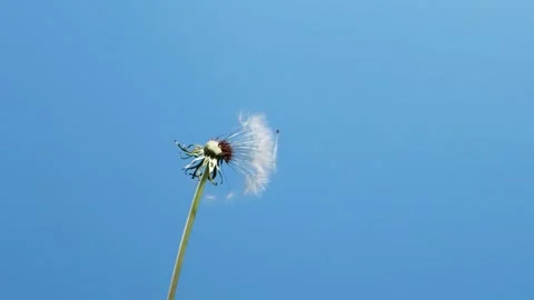 Slow motion of blowing white dandelion flower, seeds flying over blue background Video stock 241555008