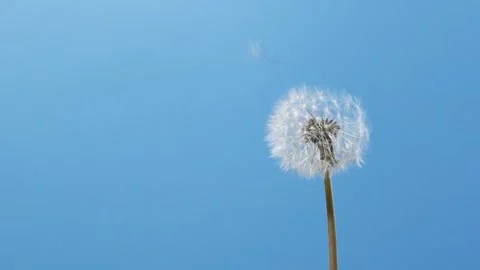 Slow motion of blowing white dandelion flower, seeds flying over blue background Stockbeeldmateriaal 242062999
