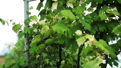 Slow motion blowing on wind tree green leaves close up natural season ecology Stock Footage 98153403