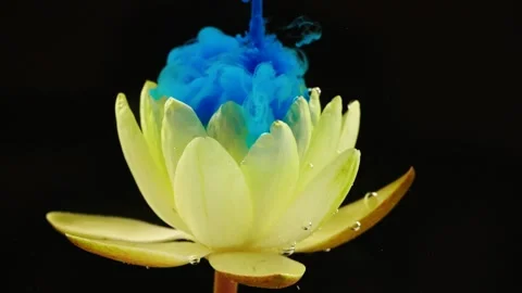Slow motion of blue color ink paint in water flowing on yellow waterlily flower Stock Footage 148802453