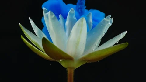 Slow motion of blue ink paint and white lotus flower underwater Stock Footage 137837889