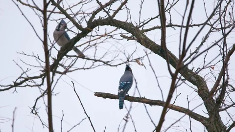 Slow Motion: Blue Jay Birds On a branch in Winter Video stock 123880299