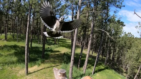 Slow motion of Blue Jay landing with wide wings prominently displayed Stock Footage 111686833