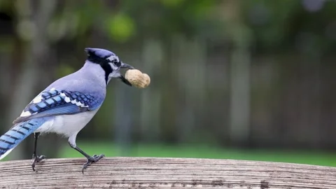 Slow Motion Blue Jay Lands, Grabs Peanut, Pauses, Then Takes Off Stock Footage 261214560