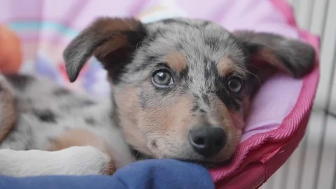 Slow Motion Blue Merle Border Collie Puppy resting Stock Footage 118925186