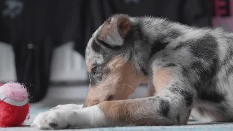 Slow motion Blue Merle Border Collie Puppy playing with a tennis ball Stock Footage 119190055