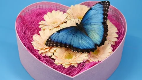 Slow motion of blue morpho butterfly on flower in pink box in shape of heart Stock Footage 134456835