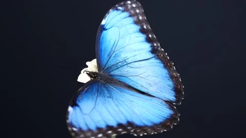 Slow motion of blue morpho butterfly on daisy flower on black background Stock Footage