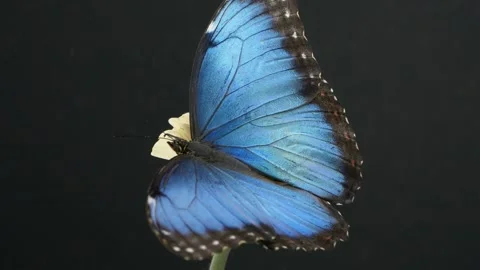 Slow motion of blue morpho butterfly on daisy flower Stock Footage 138553046