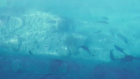 Slow Motion Blue Sea and fishes swimming in clear water in Croatia Stock Footage