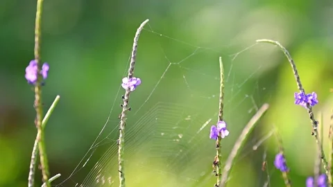 Slow Motion Blue Tiger Butterfly on Purple Flower, Flying Away 스톡 동영상 328810002