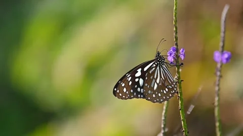Slow motion blue tiger butterfly sipping nectar Stock Footage 328813545