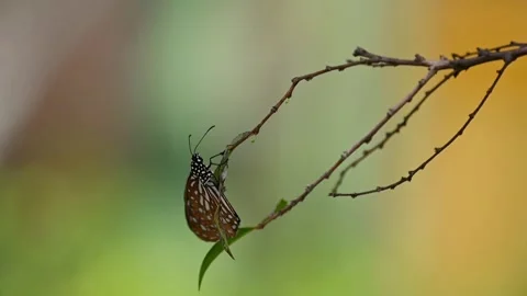Slow Motion Blue Tiger Butterfly Resting on Leaf Stock Footage 329744574