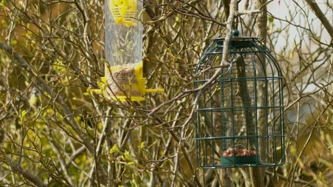 Slow motion Blue tit in background moving towards bird feeders Stock Footage 114471440