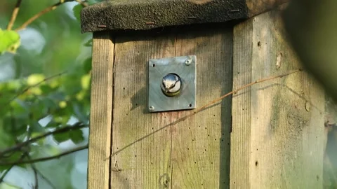 Slow Motion Blue Tit comes out of nest box and flies off, Foxearth Meadows Stock Footage 340199909