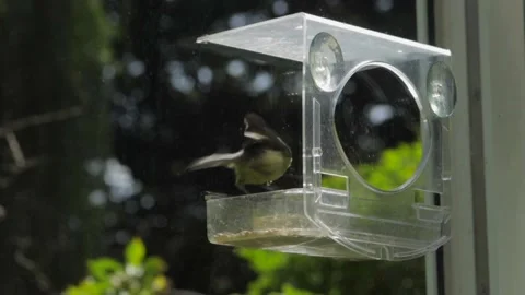 Slow Motion Blue tit dropping into bird feeder Day time Sunny UK Stock Footage 158520971