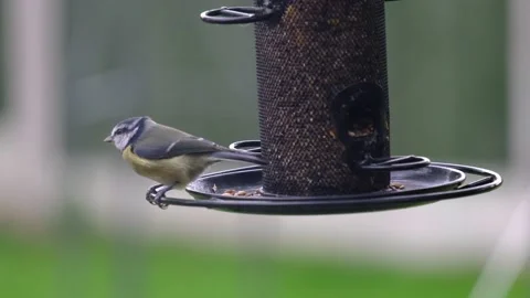 Slow Motion Blue Tit at Feeder Stock Footage 182962354