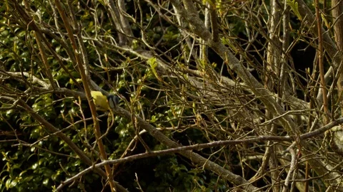 Slow motion Blue tit jumping and flying from branch to branch Stock Footage 114467994