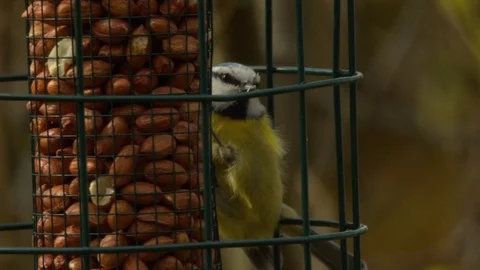 Slow motion Blue Tit on peanut feeder Stock Footage 114473636