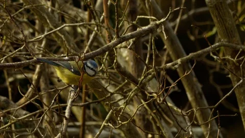 Slow motion Blue tit perched on branch then flying off Stock Footage 114463673