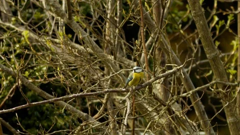 Slow motion Blue tit perched on swaying branch Stock Footage 114475601