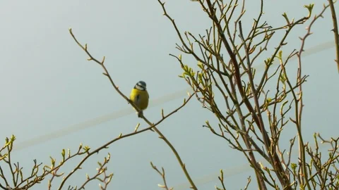 Slow motion Blue tit on slender branch looking around and flying away Video stock 114460310