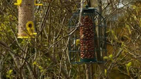 Slow motion blue tit taking seed out of feeder and flying away Stock Footage 114459729