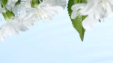 Slow motion blue water surface ripple, white macro sakura cherry flowers blossom Vídeo Stock 197935002