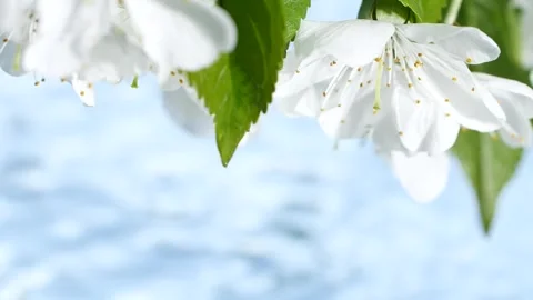 Slow motion blue water surface ripple, white macro sakura cherry flowers blossom Stock Footage 243407405