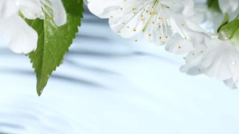 Slow motion blue water surface ripple, white macro sakura cherry flowers blossom Stock-Footage 244971545