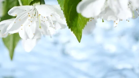 Slow motion blue water surface ripple, white macro sakura cherry flowers blossom Video stock 246263444